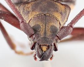   Aegosoma sinicumnbsp; frontal 
